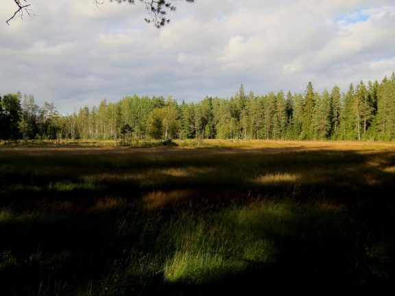 Äldre natur- och kulturkrönikor av Dan Damberg