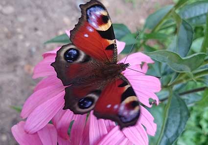 157: Vacker fjäril i Hånger