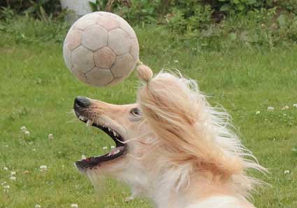 Tävlingsbild 35: Fotbollstokig hund…