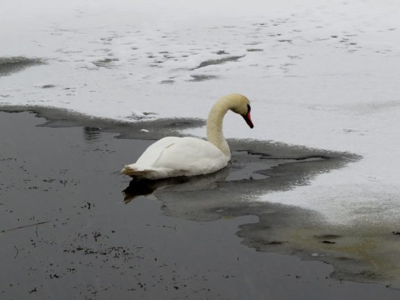 Februari var mildare än normalt