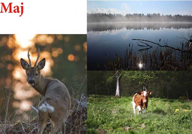 Finalbilderna för maj