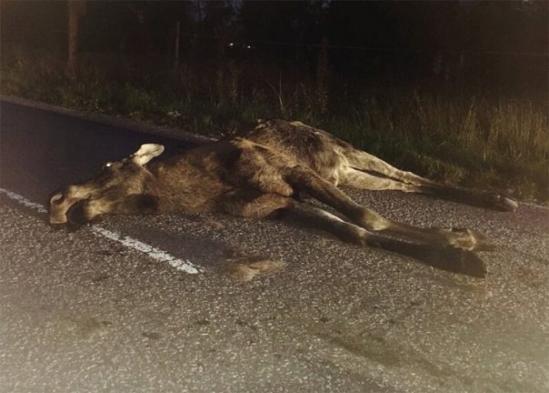 Många viltolyckor på morgonen