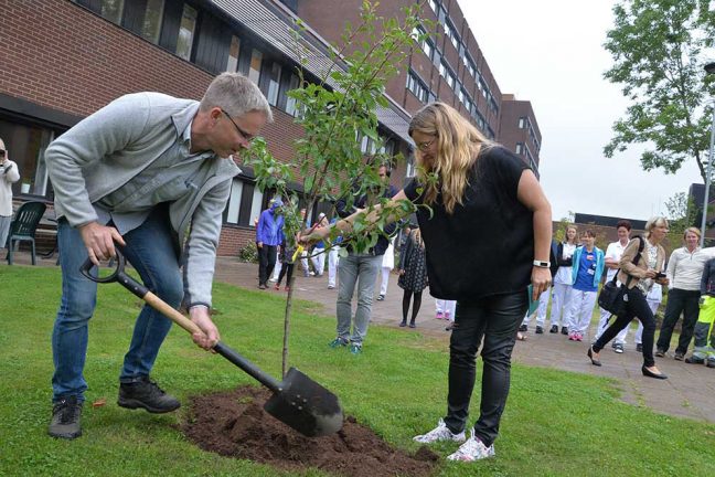 Ny trädgård för 10 000 lökar