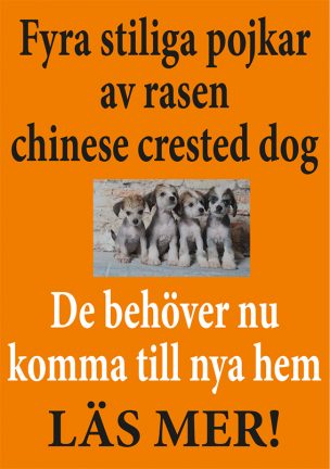 Hunvalpar peter 161223