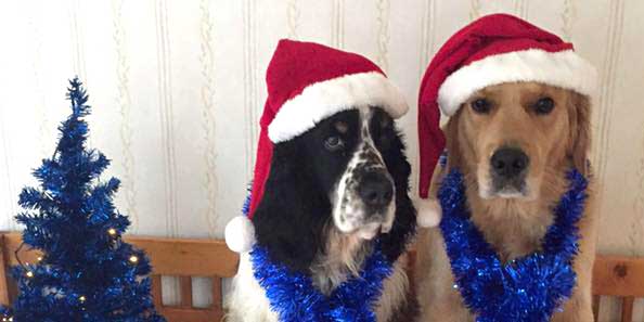 Hundar, fyrverkerier och God Jul