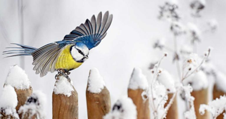Vinterfåglar inpå knuten