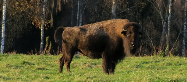 Bison och Nordamerikas prärieindianer