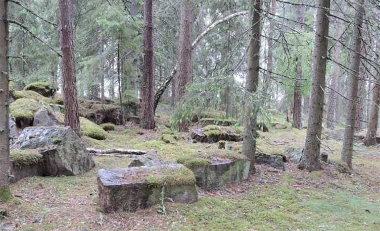Skog