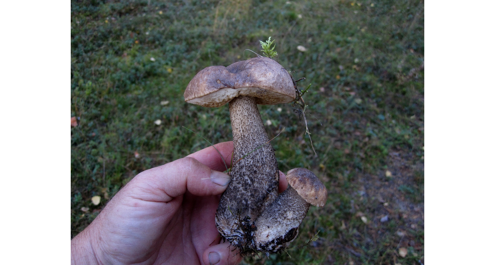 Björksopp