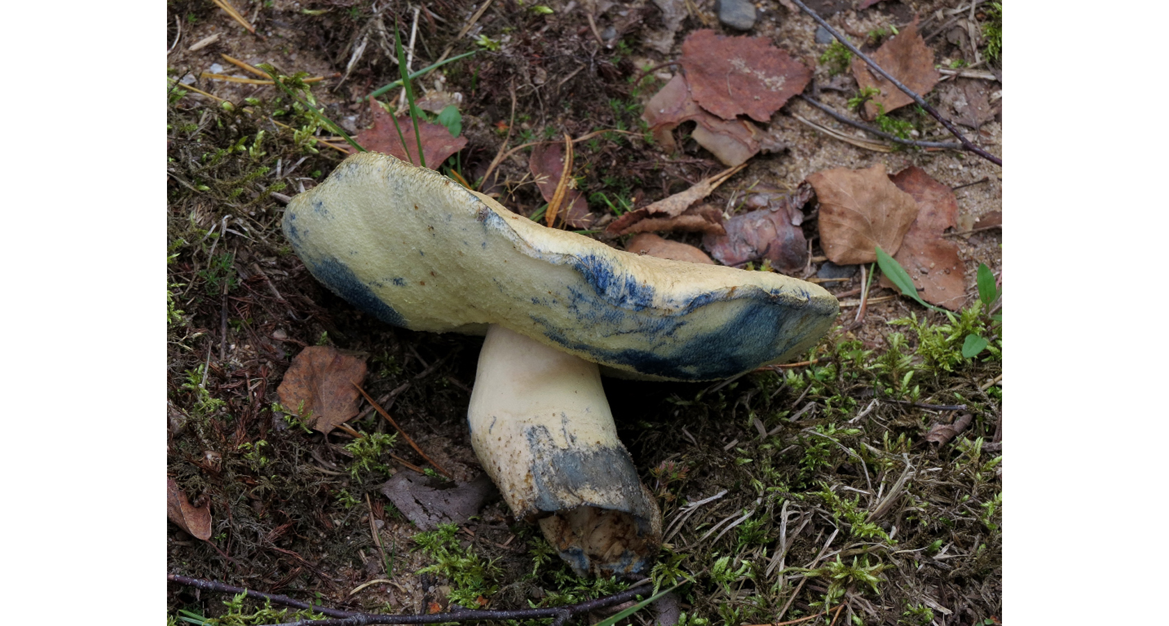 Blåsopp