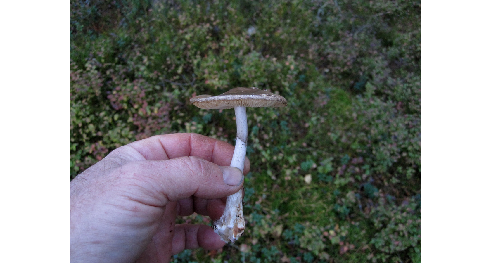 Mörkringad flugsvamp