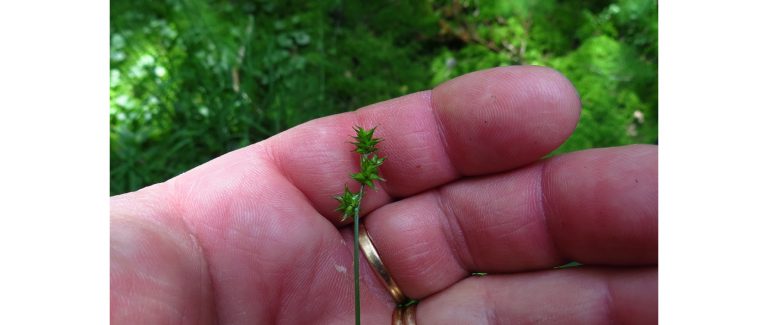 Stensjökvarnskogens naturreservat med fältgentianaängen - Skillingaryd