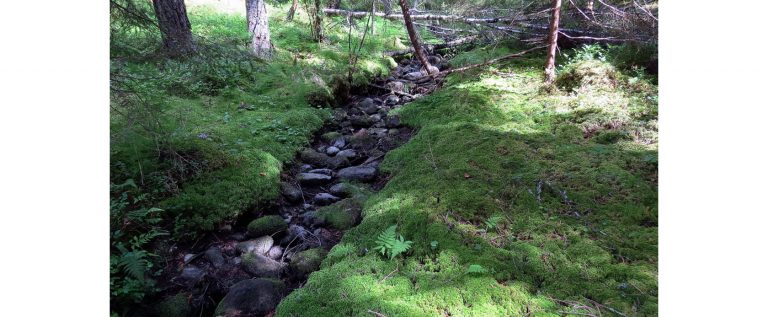 Stensjökvarnskogens naturreservat med fältgentianaängen - Skillingaryd