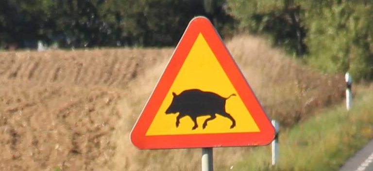 Rådjur och vildsvin trafikdödade