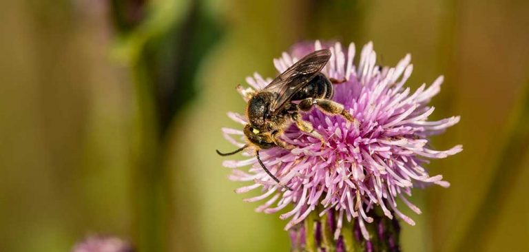 Så kan Vaggeryds kommun rädda bina! 