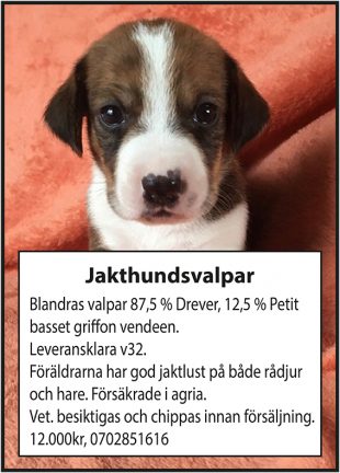 210812-annons-hundvalp-210803-135