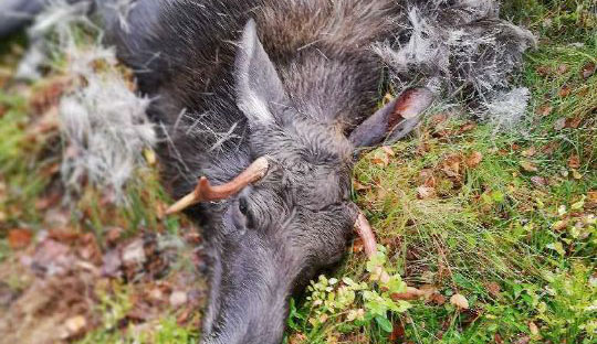 Tjur fälldes under jakt i Malmbäck