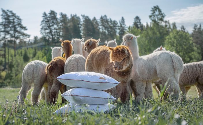 Pure Paca lanserar bäddprodukter av svensk alpackaull