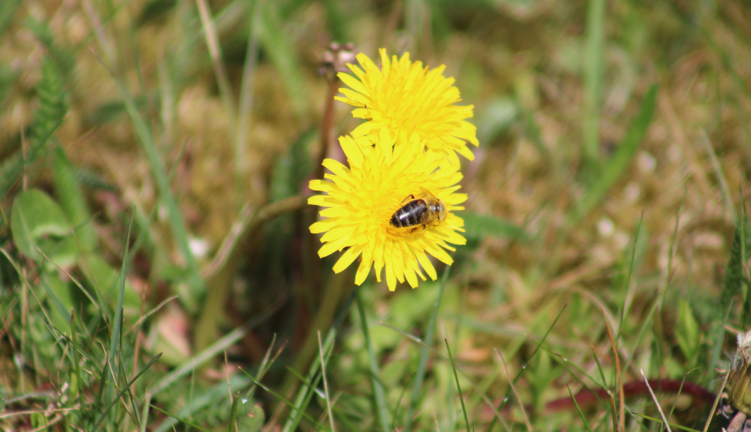 Kommunen satsar på surrande insekter