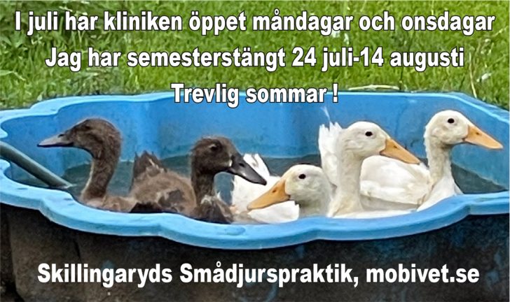 230724-Skillingaryds-smadjur-semester-230703-X.jpg