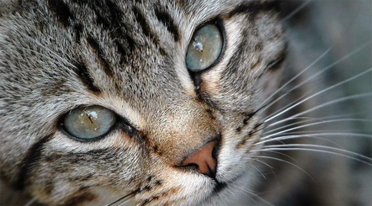 800 katter registrerade – tronskifte i namntoppen