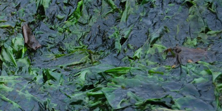 Så undviker du algförgiftning i sommar