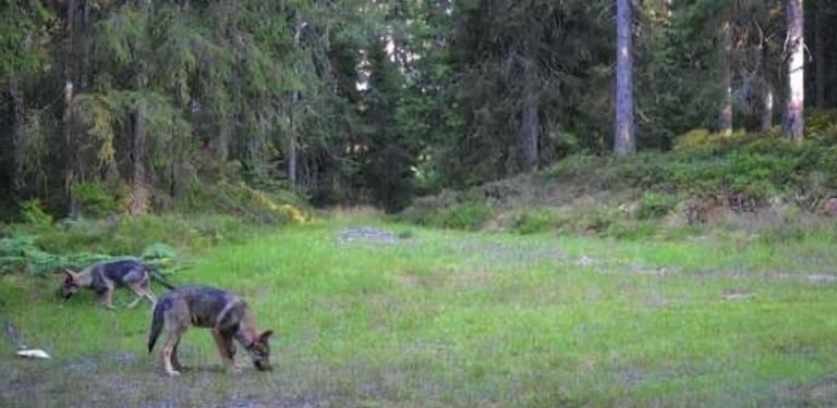 Valpar har fötts i Mossjönreviret