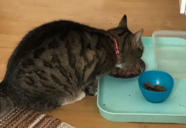 Efterlyser bortsprungen katt