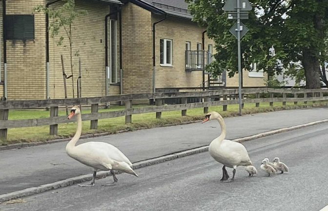 Svanfamilj på väg till skolan?