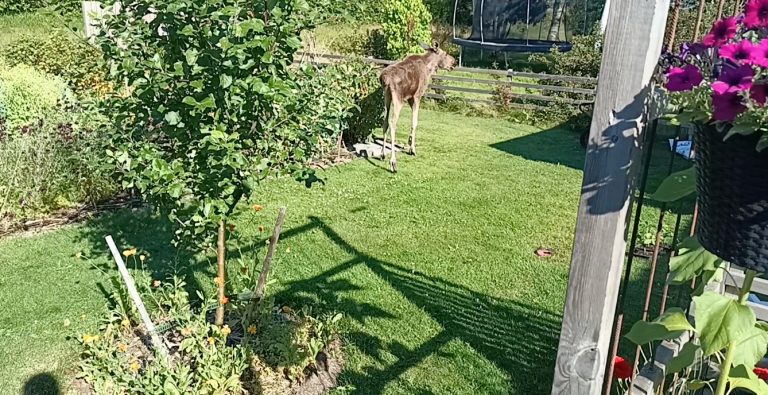 Älg bosatte sig i villaområde – ring polisen