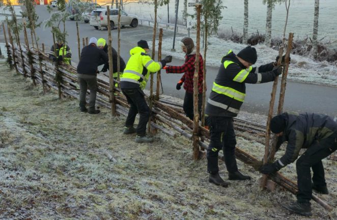 De byggde gärdesgård vid Tofthagaskolan