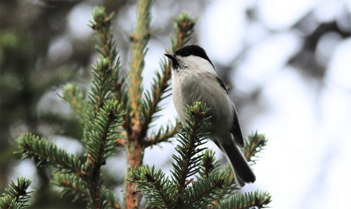 Skogsomvandling hotar fågelarter