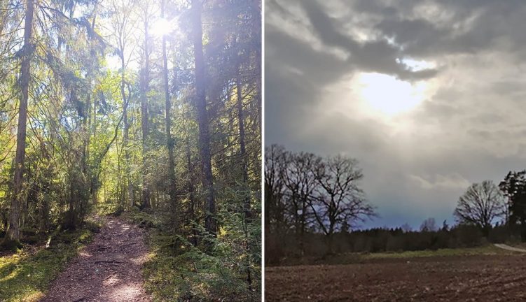 Stark prisutveckling på skogsfastigheter och åkermark 2025