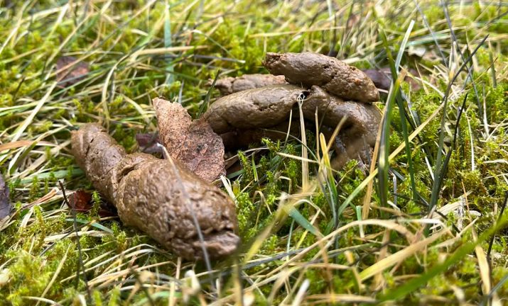 Hundbajs och nedskräpning – vad säger lagen?