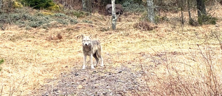 Flera vargobservationer under dagen