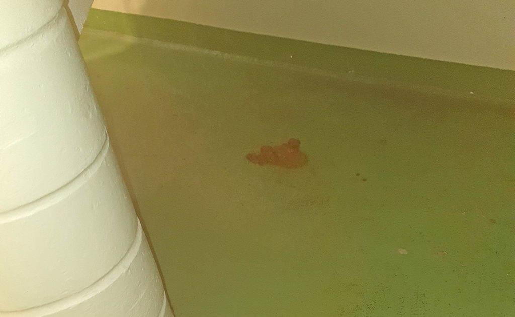 Bild från en trappuppgång där någon har lämnat avföring.