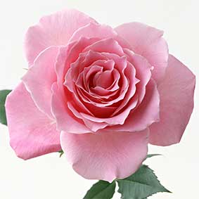 Värnamos snabbaste tidning