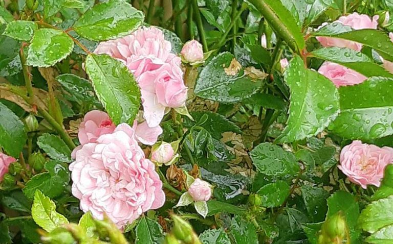 Gun Lundqvist 100 år